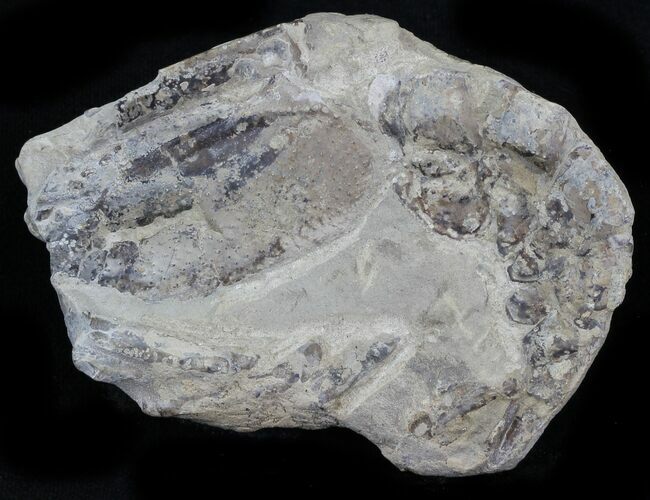 Fossil Lobster (Meyeria) - Cretaceous, Isle of Wight #30769